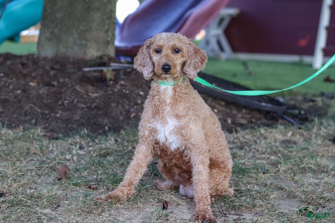Cavapoo dogs for sale: Grey - Ad 6