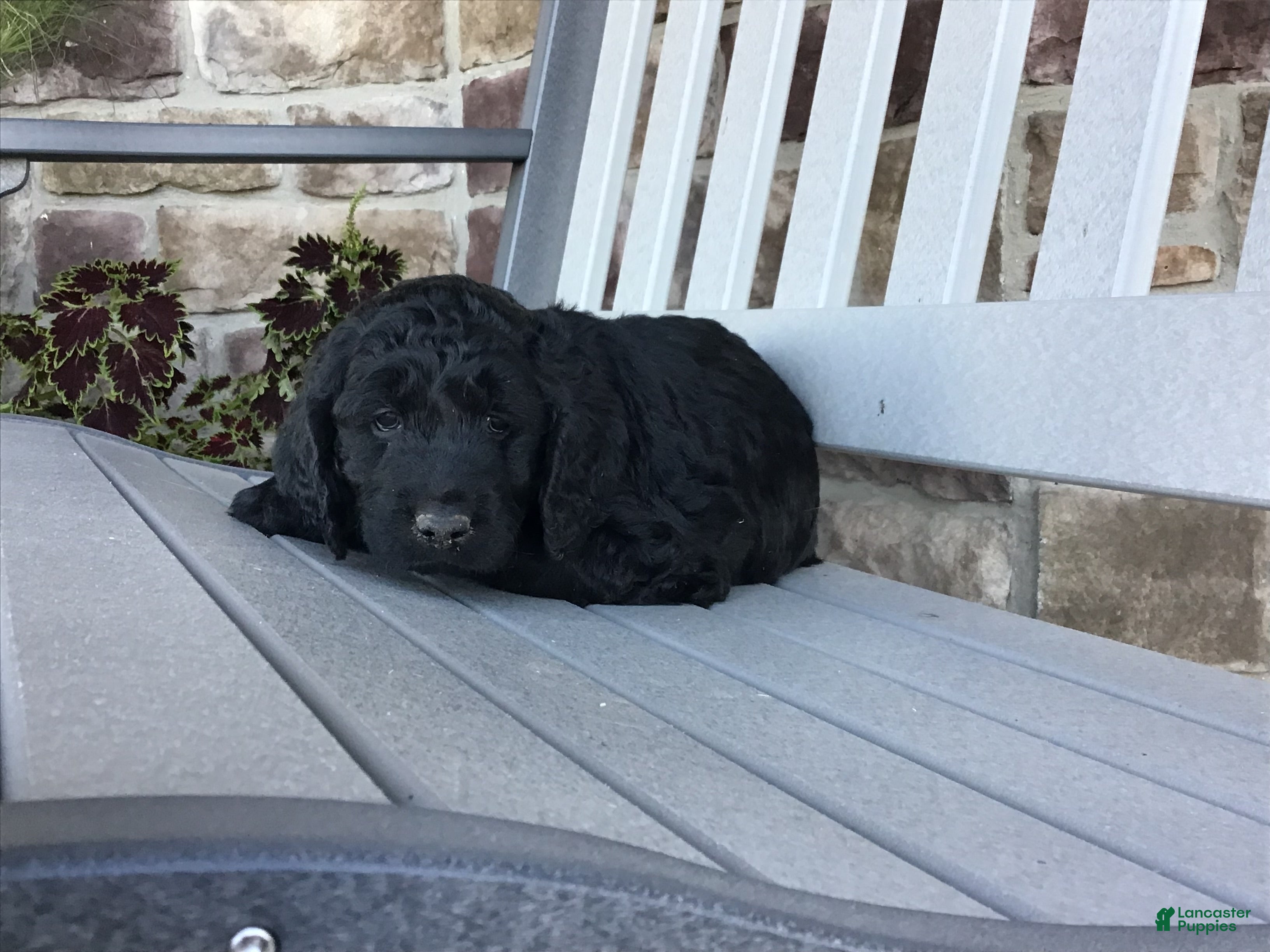 Goldendoodle dogs Dandy - Ad 2
