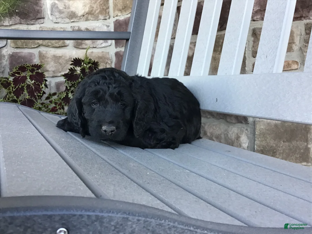 Goldendoodle dogs for sale: Dandy - Ad 2