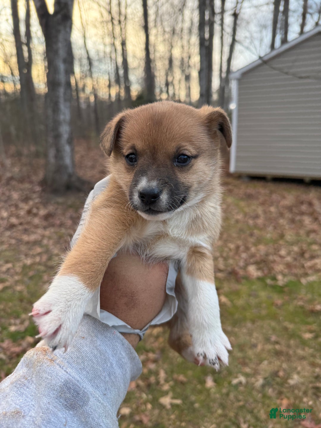 Pomsky dogs for sale: Pomsky Puppy 4 - Ad 2