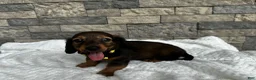 Miniature Dachshund dogs for sale: Zeke - Ad 4