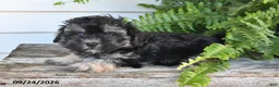 Morkie dogs for sale: Archie - Ad 4