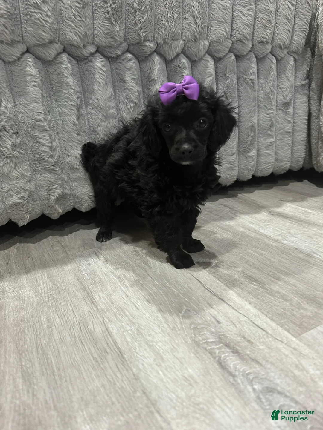 Toy Poodle dogs for sale: Toy Poodle female - Ad 2