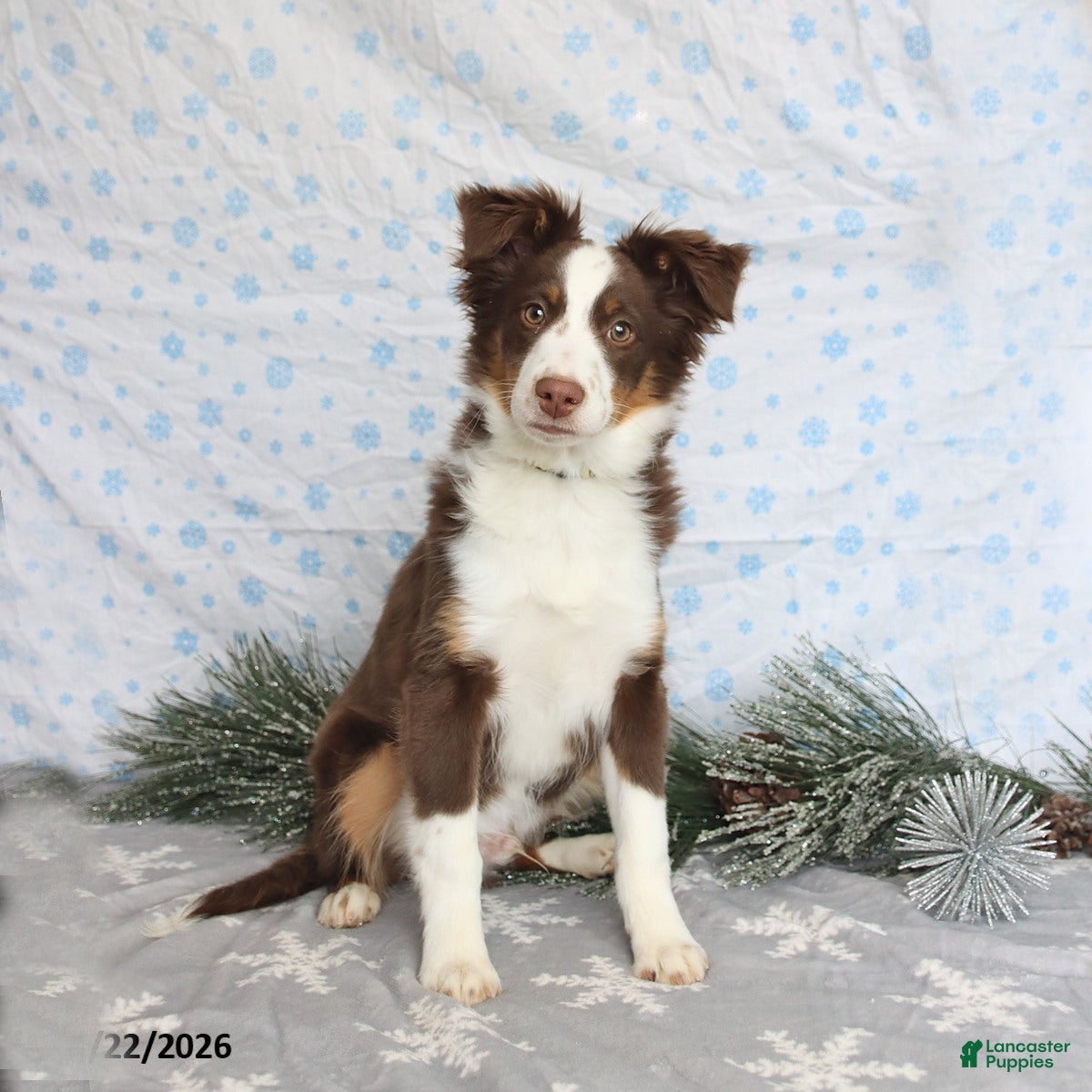 Miniature Australian Shepherd dogs Maverick - Ad 2