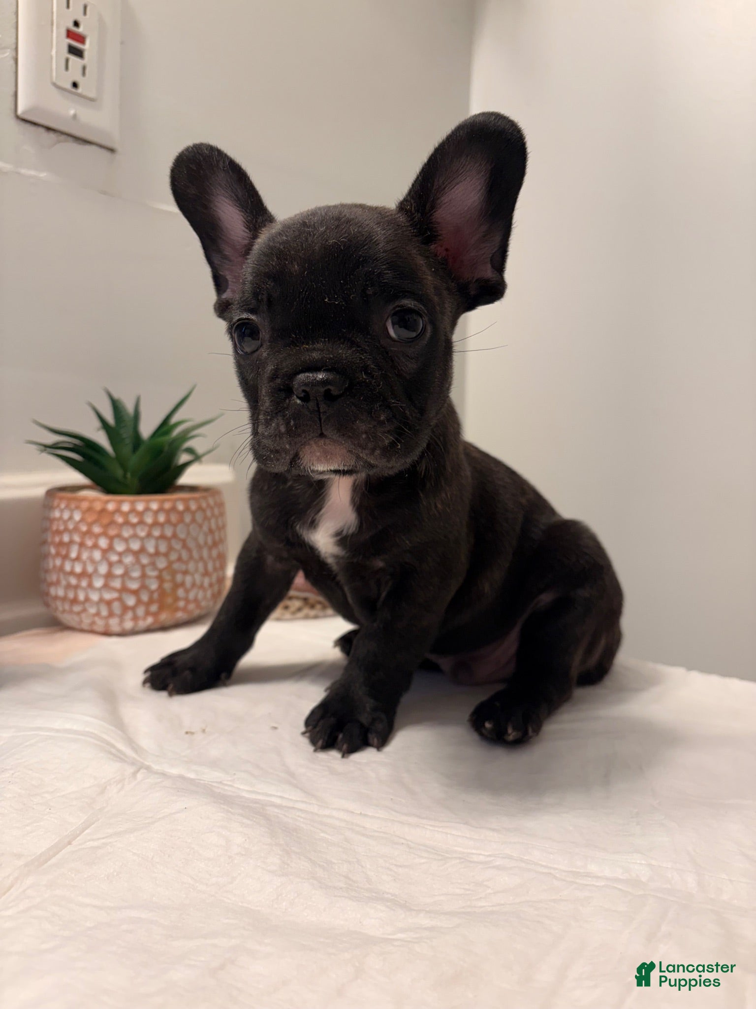 French Bulldog dogs French Bulldog 2 - Ad 35