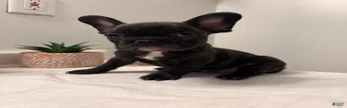French Bulldog 2