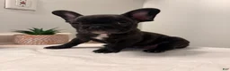 French Bulldog dogs for sale: French Bulldog 2 - Ad 1