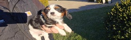 Cavalier King Charles Spaniel dogs for sale: Vance - Ad 2