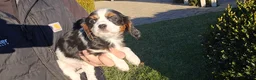 Cavalier King Charles Spaniel dogs for sale: Vance - Ad 2