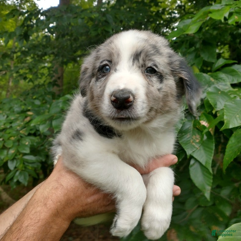 Border Collie dogs Border Collie 3 - Ad 41
