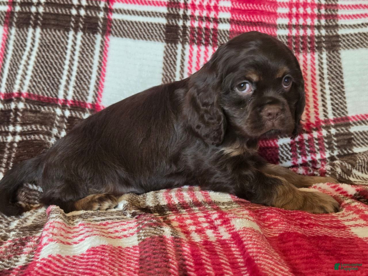 Mixed Breed dogs Coco - Ad 2