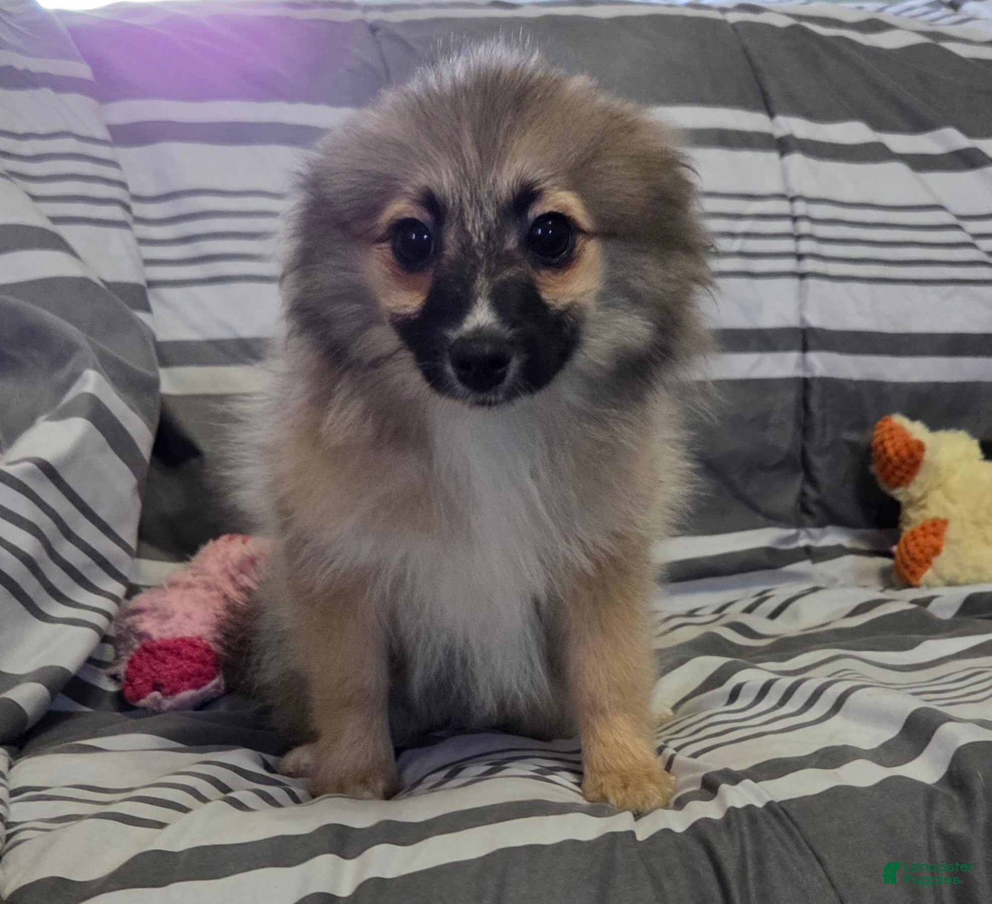 Pomeranian dogs Nancy - Ad 40