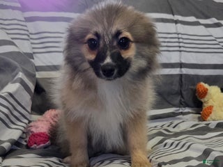 Pomeranian dogs Nancy - Ad 34