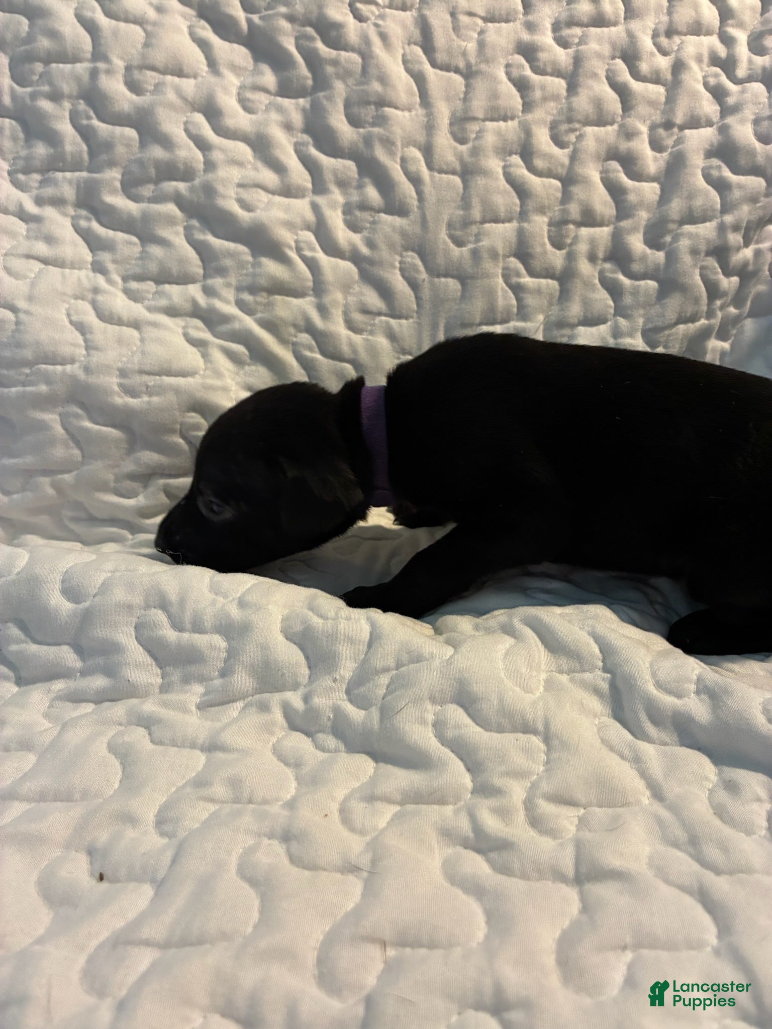 Doberman Pinscher dogs Cher Bear - Ad 34