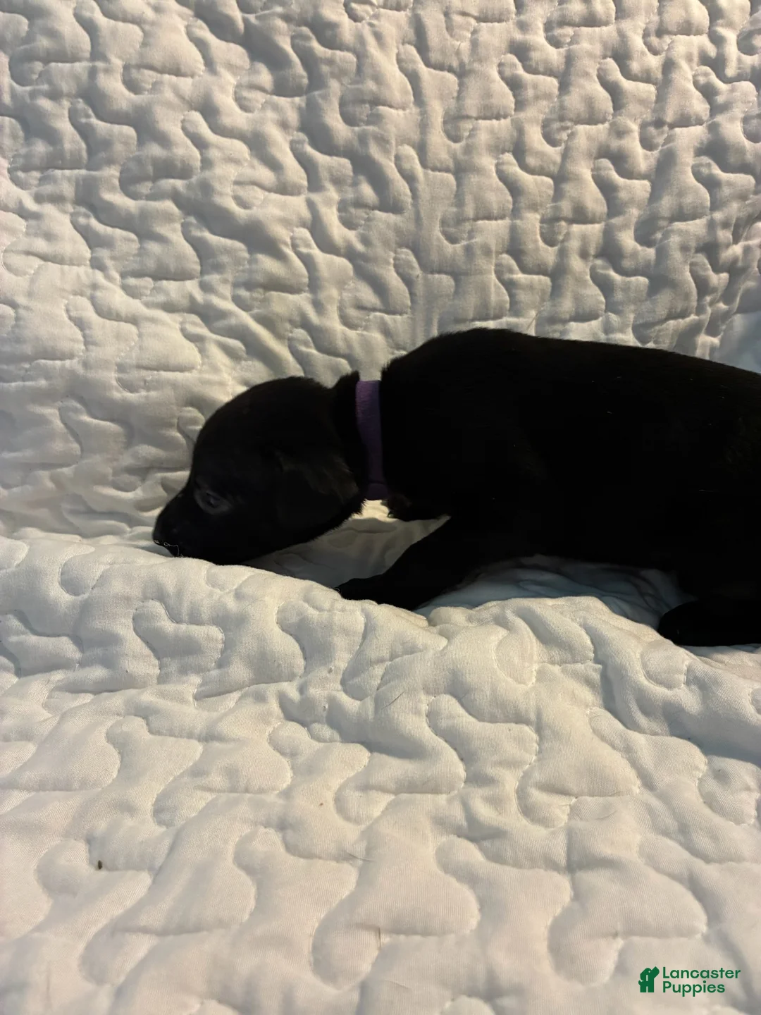 Doberman Pinscher dogs for sale: Cher Bear - Ad 1