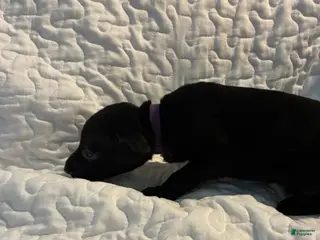 Doberman Pinscher dogs Cher Bear - Ad 34