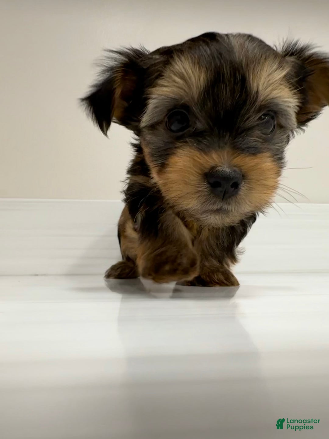 Yorkshire Terrier dogs for sale: Pumpkin - Ad 2