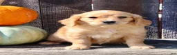 Miniature Golden Retriever dogs for sale: Tulip Female Mini Golden Retriever  - Ad 9