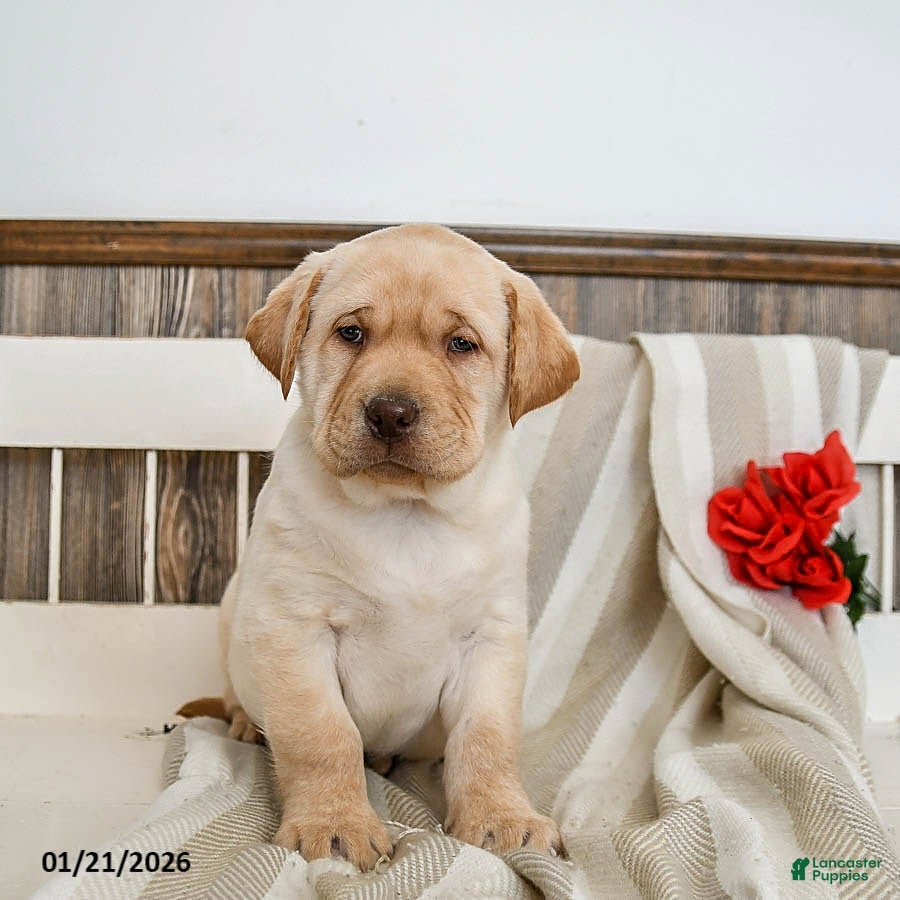 Labrador Retriever dogs Camper - Ad 3