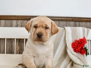 Labrador Retriever dogs Camper - Ad 3