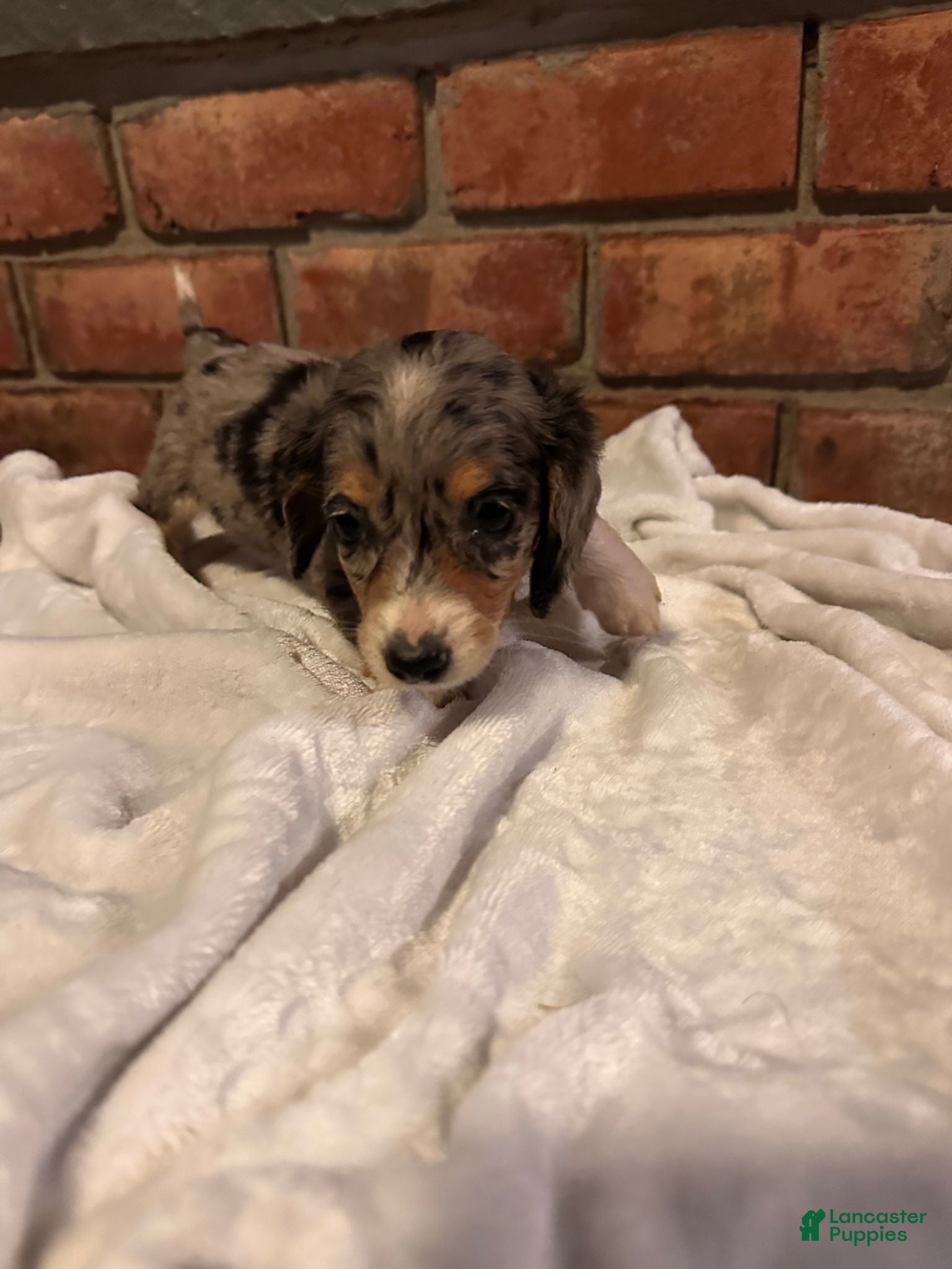 Dachshund dogs Female Five - Ad 2