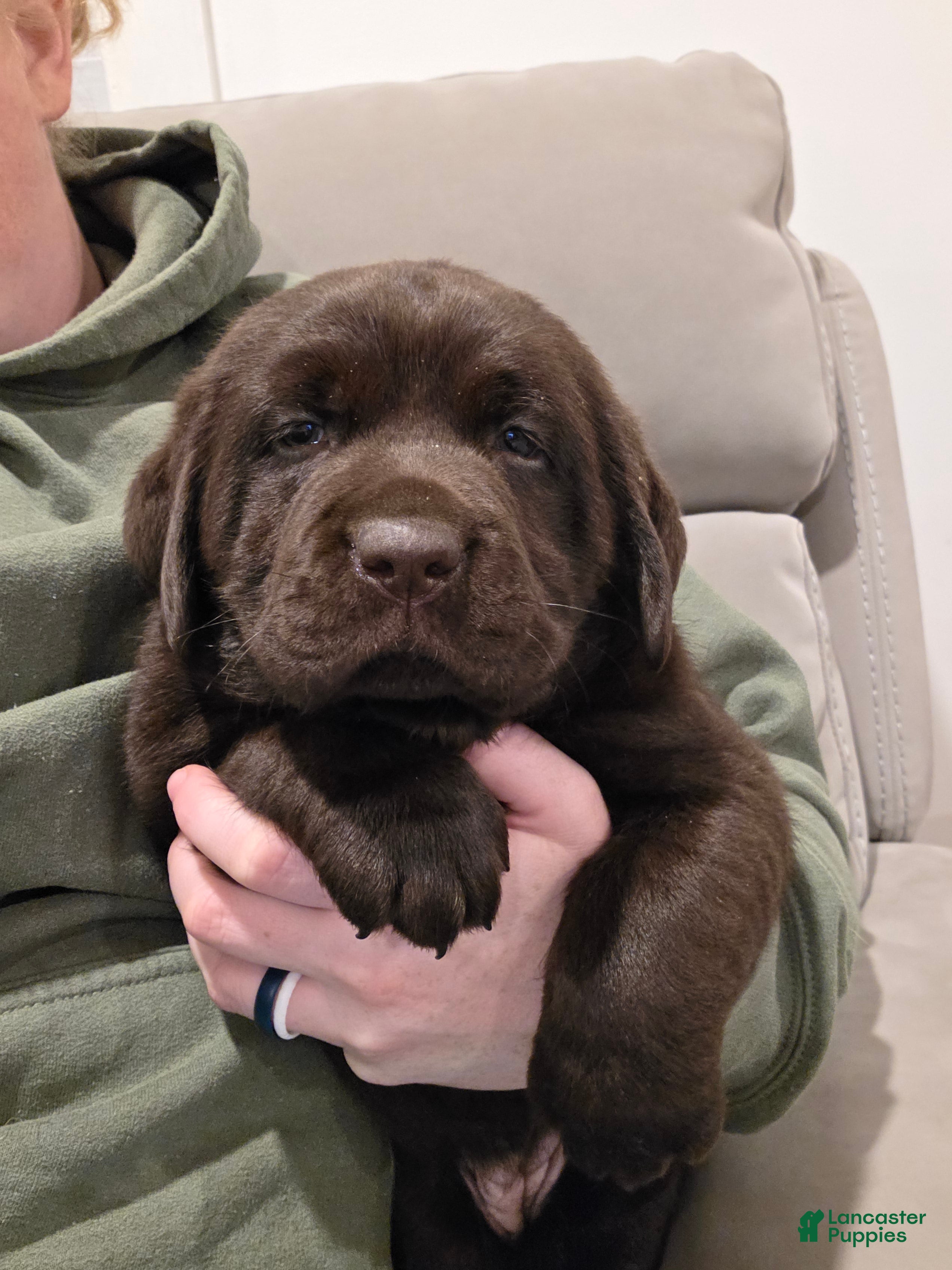 Labrador Retriever dogs Hazel - Ad 1