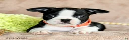 Boston Terrier dogs for sale: Dandy - Ad 3
