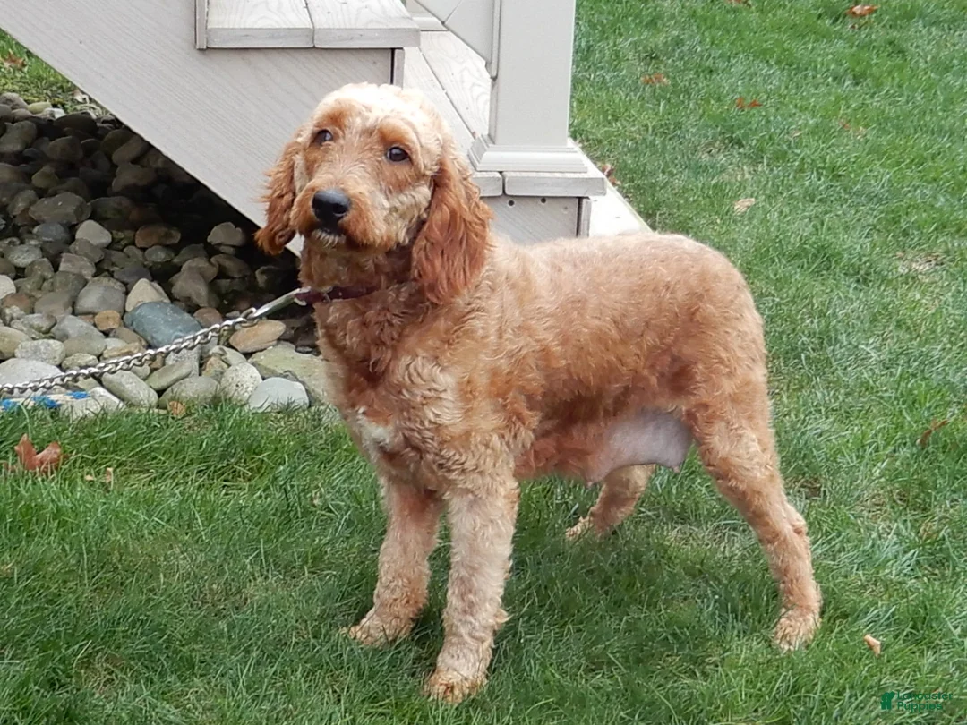 Mini Goldendoodle dogs for sale: Grant-MEDIUM - Ad 7