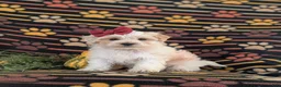 Maltipoo dogs for sale: Janie Hypoallergenic - Ad 2