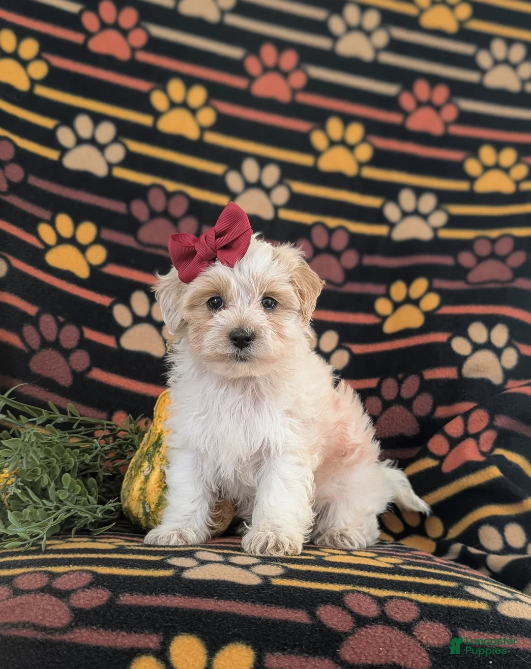 Maltipoo dogs for sale: Janie Hypoallergenic - Ad 2