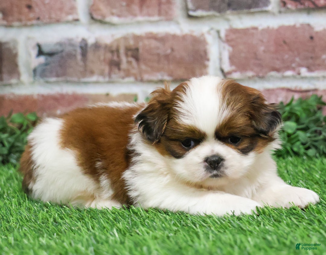Shih Tzu dogs for sale: Barnaby  - Ad 4