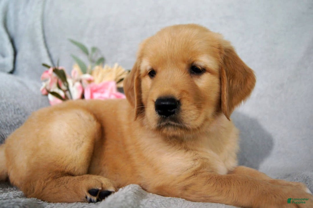 Labrador Puppies Golden Retriever Puppies Done Deal Done Deal