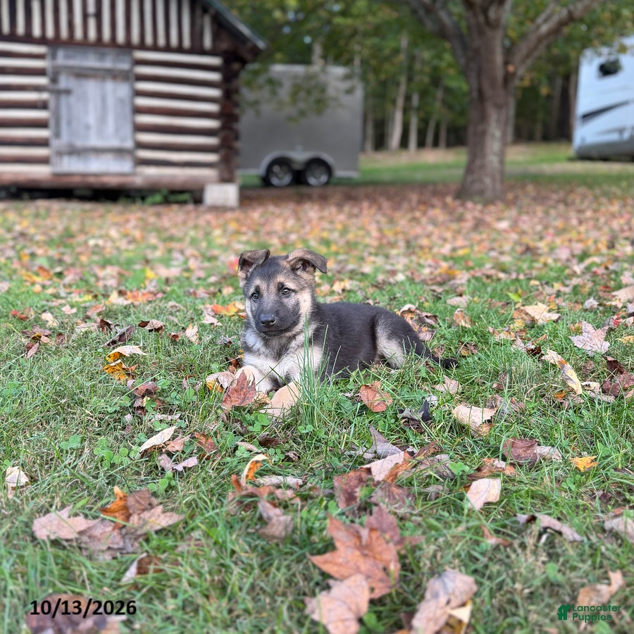 German Shepherd dogs Grayson - Ad 29