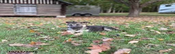 German Shepherd dogs for sale: Grayson - Ad 1
