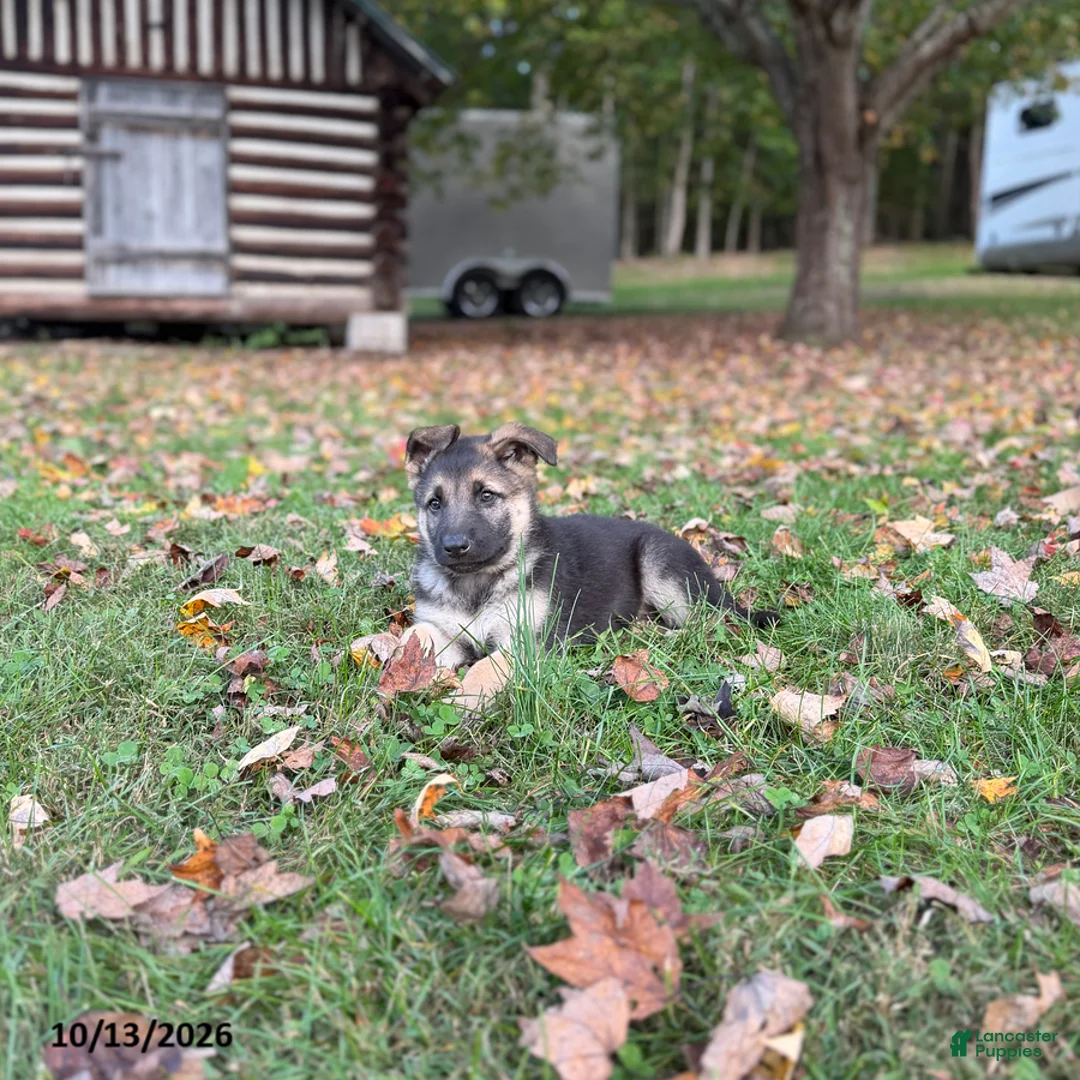 German Shepherd dogs for sale: Grayson - Ad 1