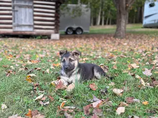 German Shepherd dogs Grayson - Ad 29