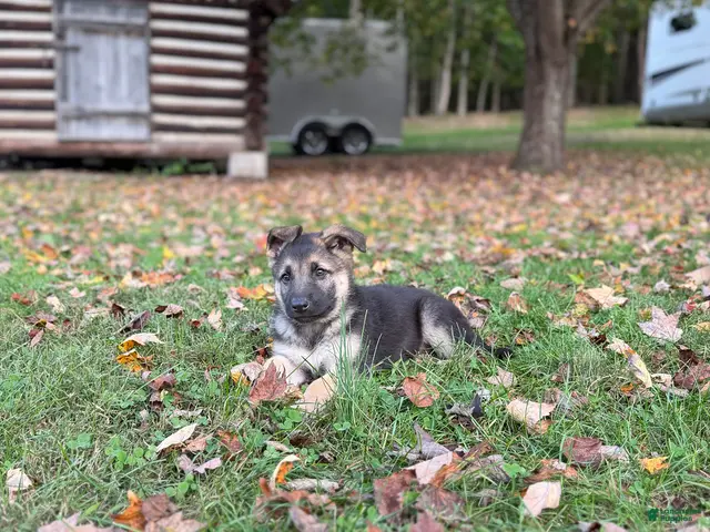 German Shepherd dogs Grayson - Ad 40