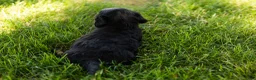 Miniature Dachshund dogs for sale: Bella  - Ad 15