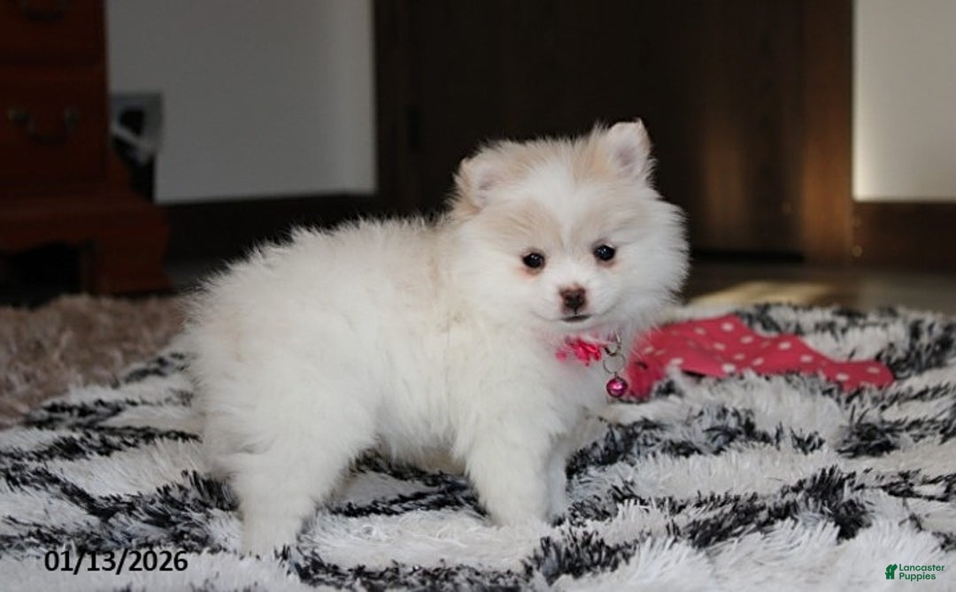 Pomeranian dogs for sale: Allie - Ad 9
