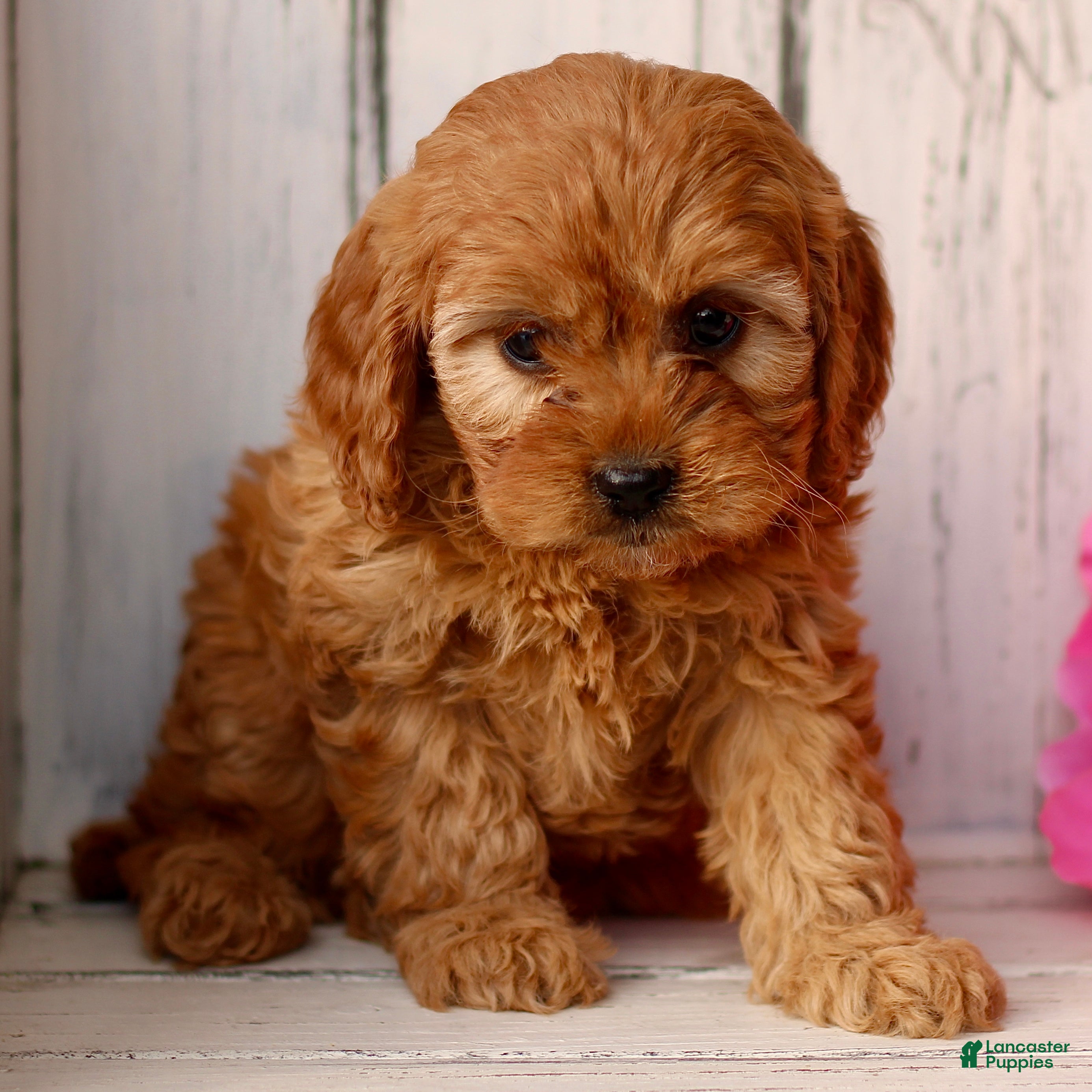 Cavapoo dogs Dazzle  - Ad 9