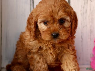 Cavapoo dogs Dazzle - Ad 21