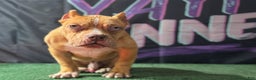 American Bully dogs for sale: Chocolate Fawn Merle - Ad 7
