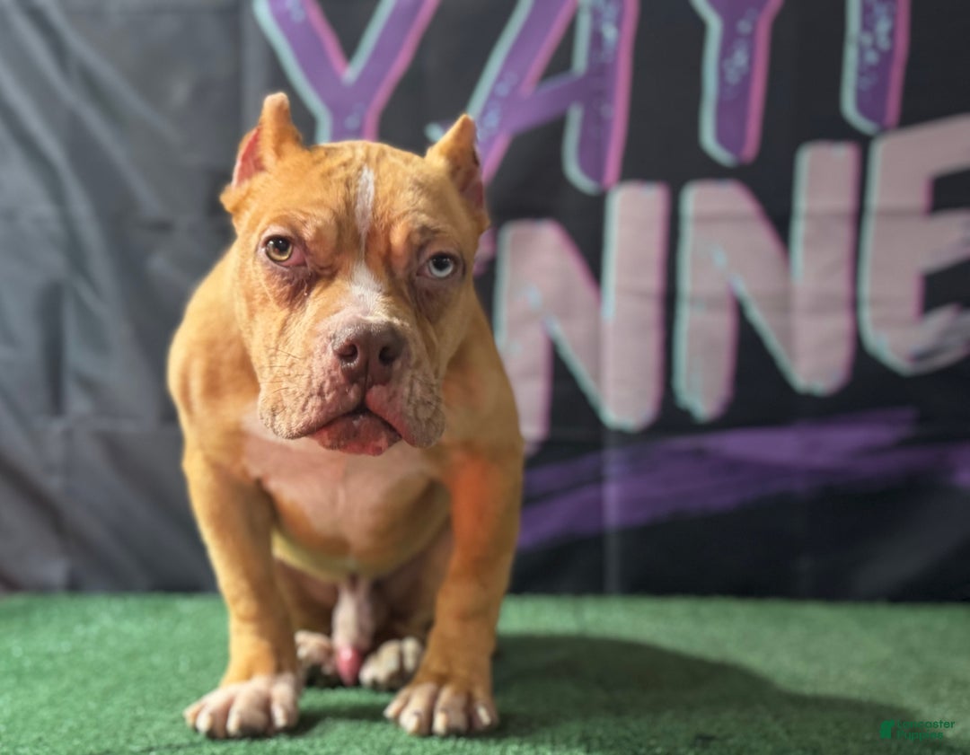 American Bully dogs for sale: Chocolate Fawn Merle - Ad 7