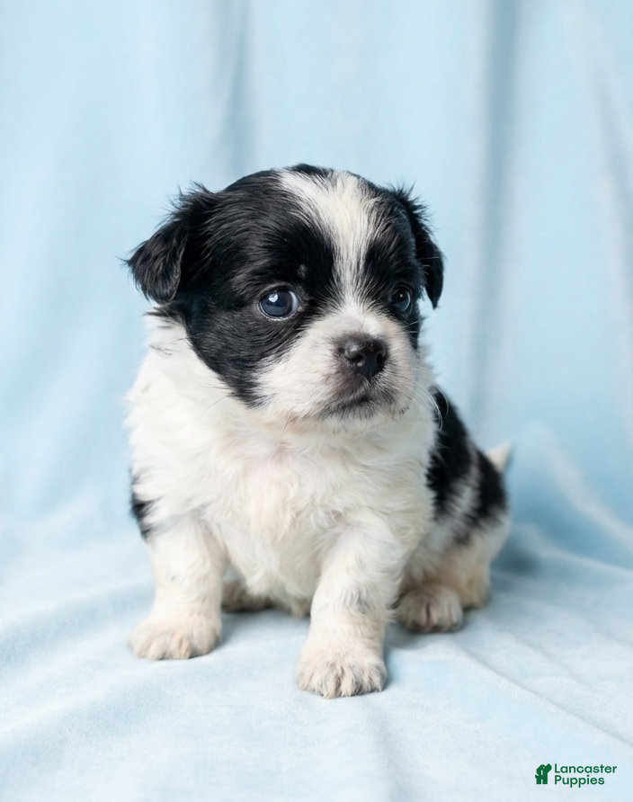 Mixed Breed dogs Bo - Ad 2