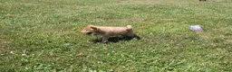 Shiba Inu dogs for sale: Doodle  - Ad 5