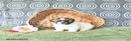 Shihpoo dogs for sale: Patrick - Ad 4