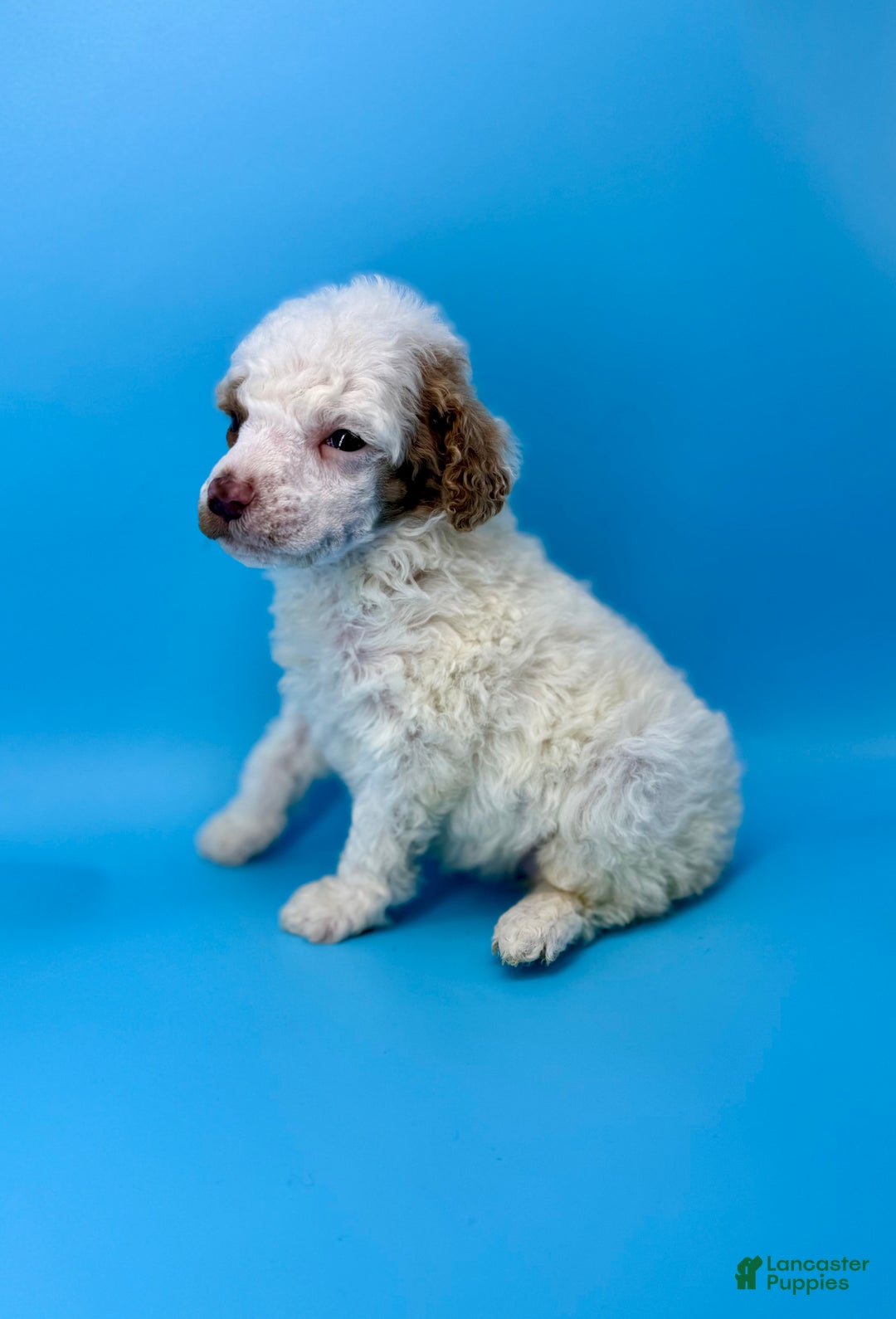 Miniature Poodle dogs for sale: Pudding - Ad 2