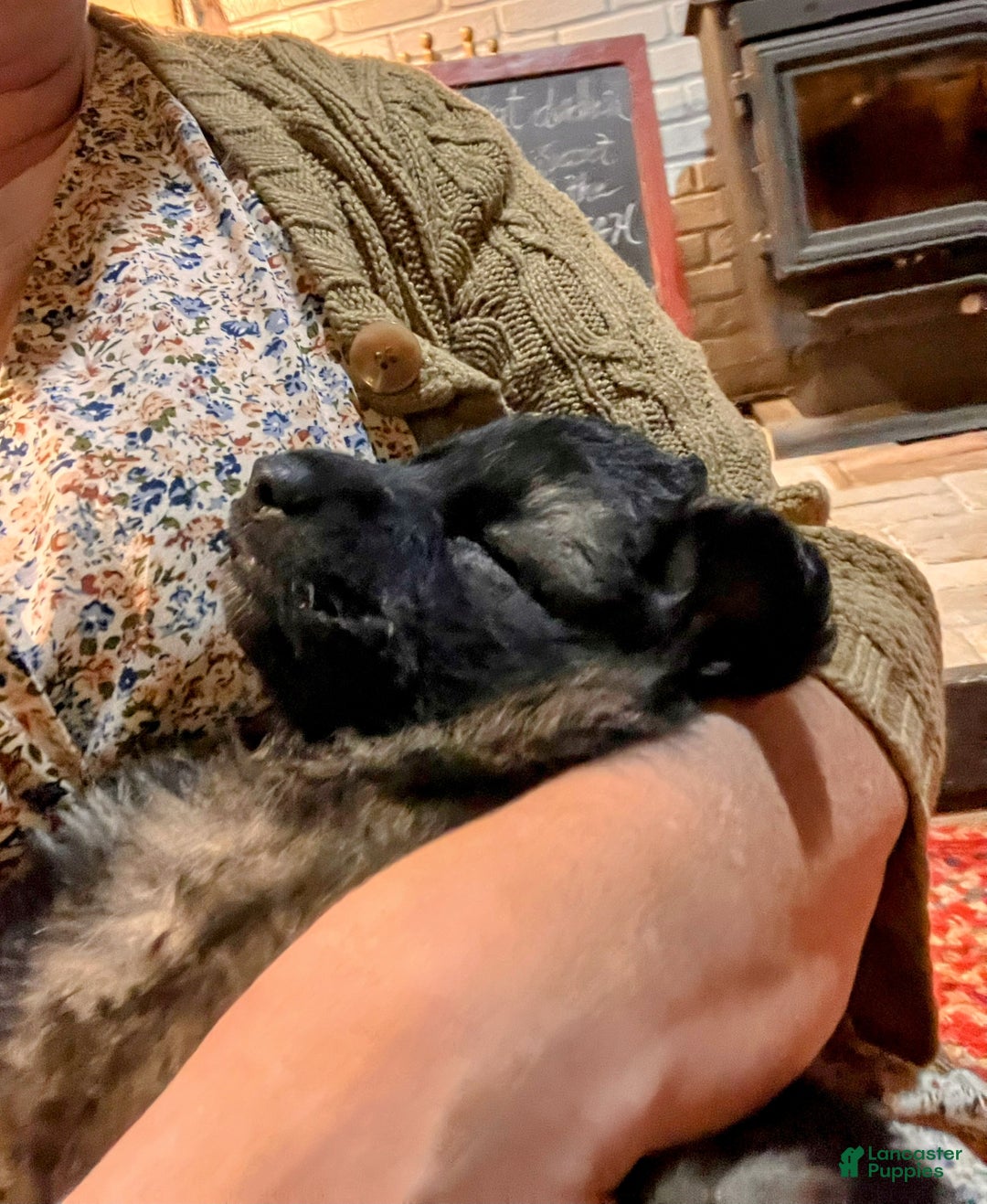 German Shepherd dogs for sale: ♥️SWEET SABLE ♥️ - Ad 13