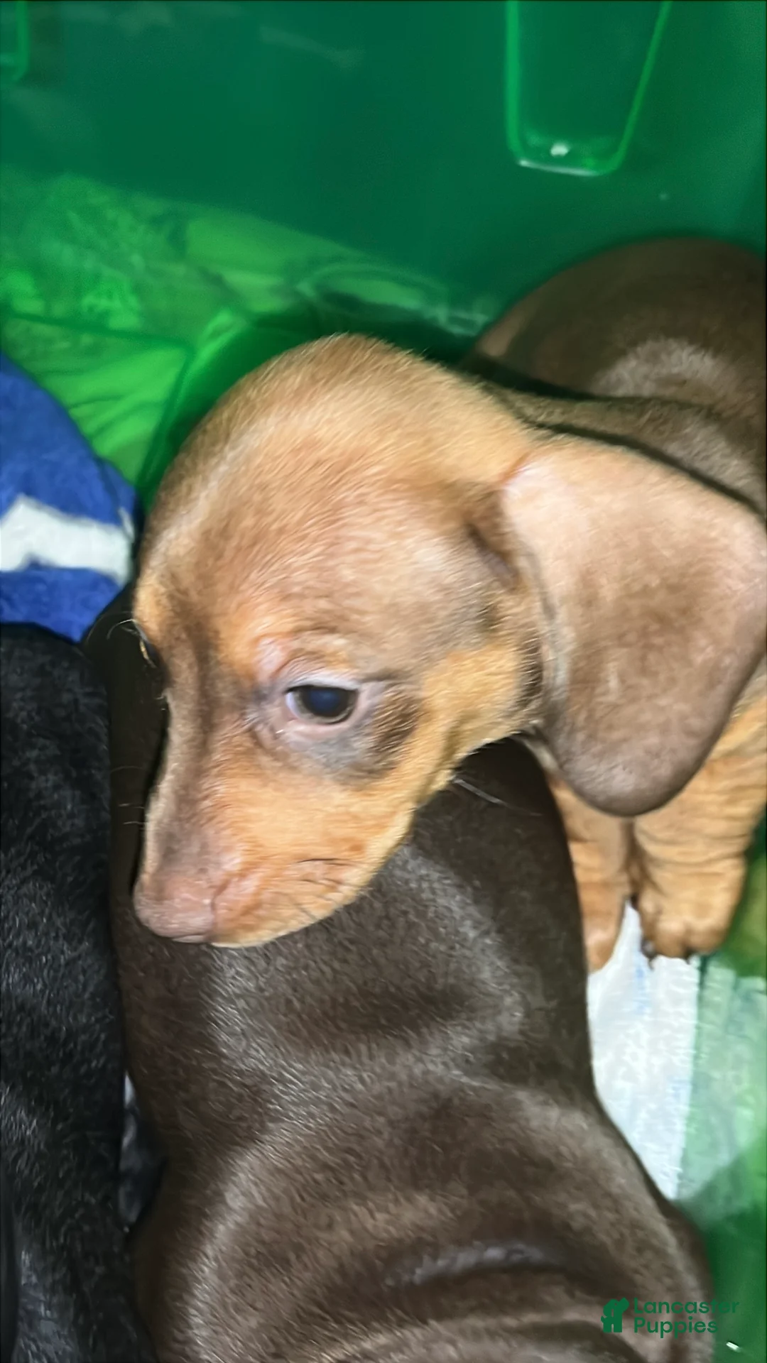 Dachshund dogs for sale: Mini Dachshund Puppy 4 - Ad 2