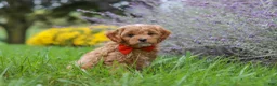 Cavapoo dogs for sale: Rover - Ad 6